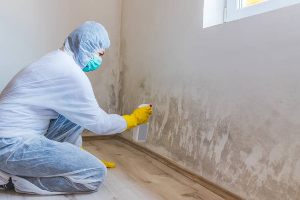 Licensed Mold Remediation service in Deer Park, TX - WQB Mold Removal